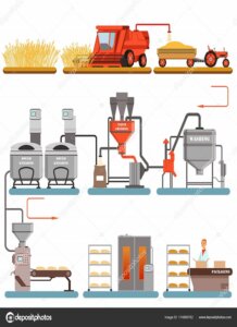 Bread production process stages from wheat harvest to freshly baked bread vector Illustrations