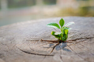 strong-seedling-growing-in-the-center-trunk-of-cut-stumps-tree-new-life